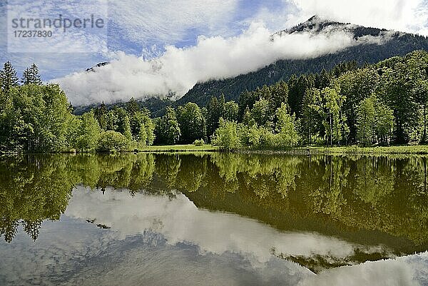 Ausblick über den Moorweiher  idyllisch gelegender See bei Oberstdorf  Allgäuer Alpen  Allgäu  Bayern  Deutschland  Europa