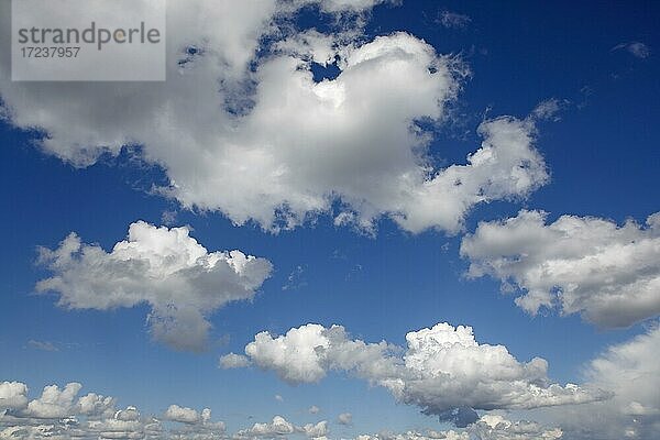 Cumulus-Wolken am blauen Himmel  Haufenwolken  Quellwolken  Schleswig-Holstein  Deuschland