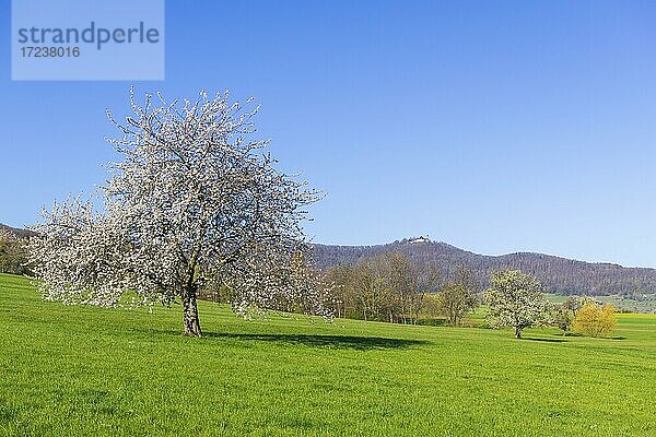 Streuobstwiese  Kirschbaum  hinten Burg Teck  Weilheim unter Teck  Baden-Württemberg  Deutschland  Europa