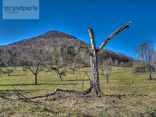 Landschaftspanorama von eine Hügel und ein alter Baum  in der Nähe der Bad Überkingen  Baden-Württemberg  Deutschland  Europa