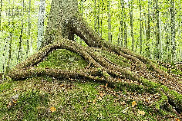 Gemeine Fichte (Picea abies) wächst auf einem mit Moos bewachsenem Fels  Nationalpark Bayerischer Wald  Bayern  Deutschland  Europa