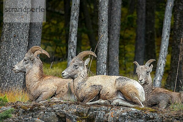 Drei Dickhornschafe (Ovis canadensis) sitzen auf Felsen  Banff Nationalpark  Alberta  Kanada  Nordamerika