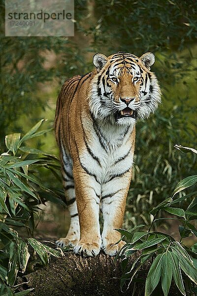 Königstiger (Panthera tigris tigris)  captive  Deutschland  Europa