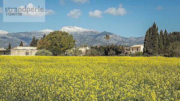 Blühendes Rapsfeld im mallorquinischen Hinterland  hinten schneebedecktes Tramuntana-Gebirge  bei Llubí  Mallorca  Spanien  Europa