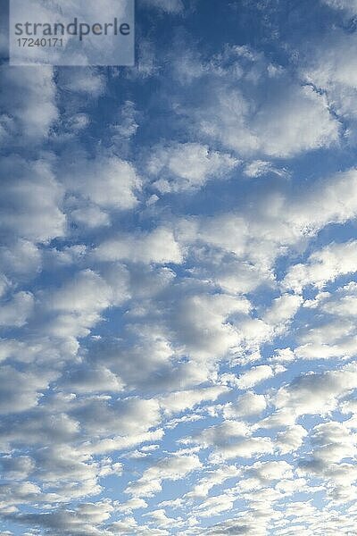 Himmel mit Cirrocumulus Wolken  Schäfchenwolken  Norwegen  Europa