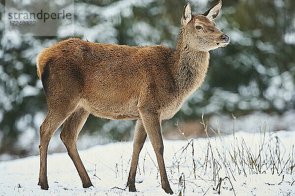 Rothirsch (Cervus elaphus)  Weibchen auf einer verschneiten Wiese  captive  Bayern  Deutschland  Europa