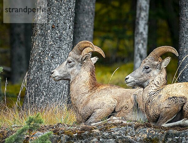 Zwei Dickhornschafe (Ovis canadensis) sitzen auf Felsen  Banff Nationalpark  Alberta  Kanada  Nordamerika