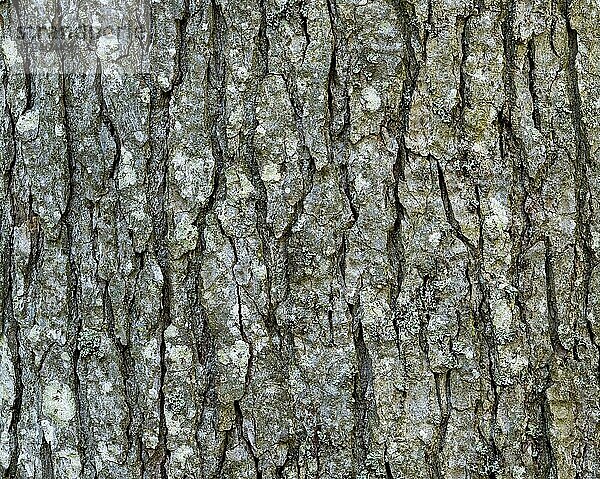 Borke einer Tanne (Abies alba)  Nationalpark Bayerischer Wald  Bayern  Deutschland  Europa