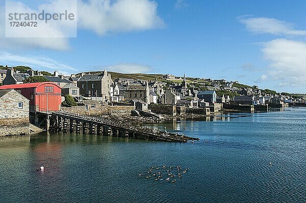 Alte Fischerhäuser am Meer  Gruppe Eiderenten (Somateria mollissima)  Stromness  Mainland  Orkney Inseln  Schottland  Großbritannien  Europa