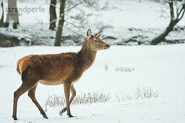 Rothirsch (Cervus elaphus)  Weibchen im Schnee  captive  Bayern  Deutschland  Europa