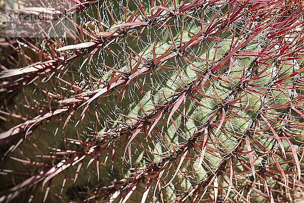 Detail der biznaga Kaktus außen  grün  Kaktus  Sukkulente