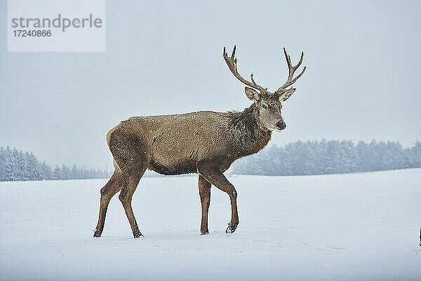 Rothirsch (Cervus elaphus) auf einer verschneiten Wiese  captive  Bayern  Deutschland  Europa