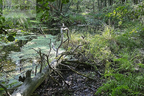 Erlenbruchwald im Tal der Briese  Birkenwerder  Brandenburg  Deutschland  Europa