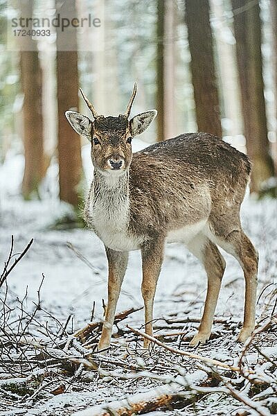 Damhirsch (Dama dama) in einem verschneiten Wald  captive  Bayern  Deutschland  Europa