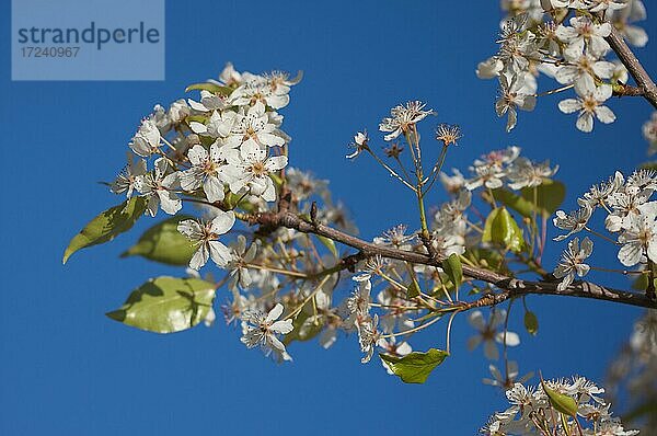 Blühender Baum blühen im frühen Frühling gegen einen tiefblauen Himmel