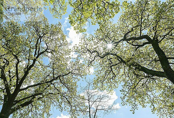 Baumkronen von Stieleichen (Quercus robur) im Gegenlicht mit Sonnenstern  Hessen  Deutschland  Europa
