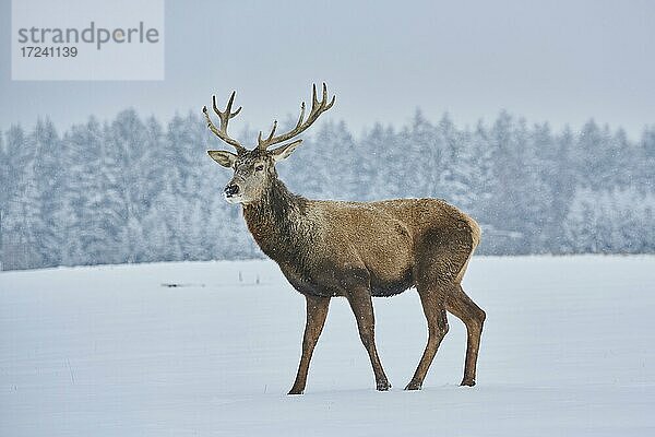 Rothirsch (Cervus elaphus) auf einer verschneiten Wiese  captive  Bayern  Deutschland  Europa