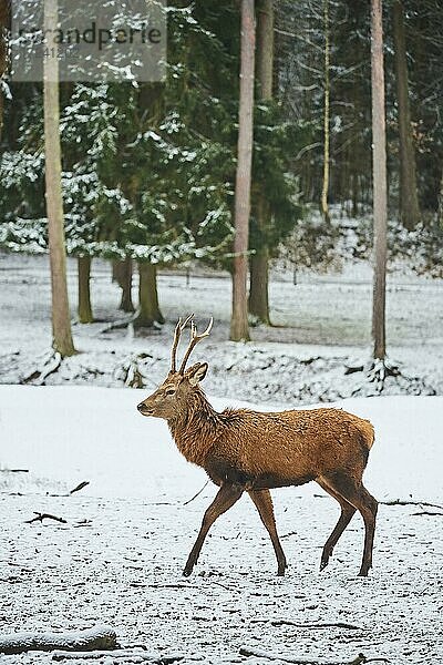 Rothirsch (Cervus elaphus)  Männchen auf einer verschneiten Wiese  captive  Bayern  Deutschland  Europa