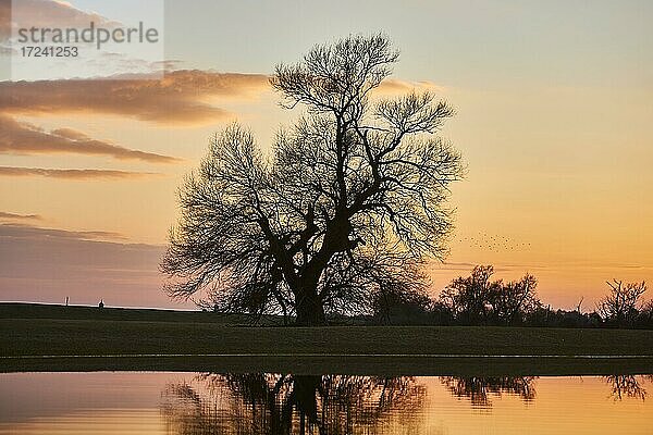 Bruch-Weide (Salix fragilis) mit Spiegelung im Wasser bei Sonnenuntergang  Oberpfalz  Bayern  Deutschland  Europa