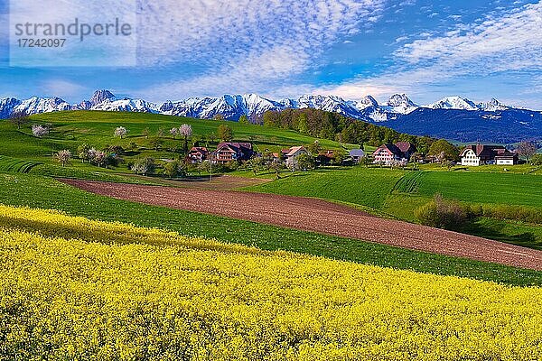 Blühendes Rapsfeld mit Bauernhäuser bei Belpberg  Ausblick auf verschneite Berner Alpen  Kanton Bern  Schweiz  Europa