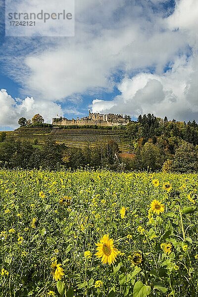 Die Hochburg  Herbst  bei Emmendingen  Schwarzwald  Baden-Württemberg  Deutschland  Europa