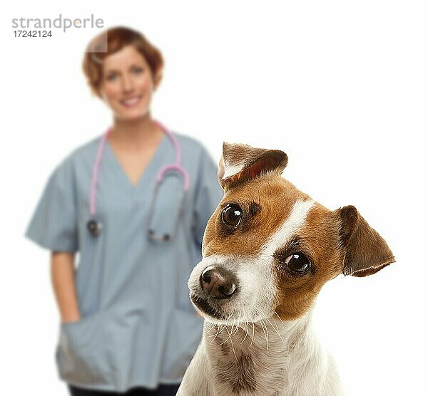 Niedlicher Jack Russell Terrier und Tierärztin vor einem weißen Hintergrund