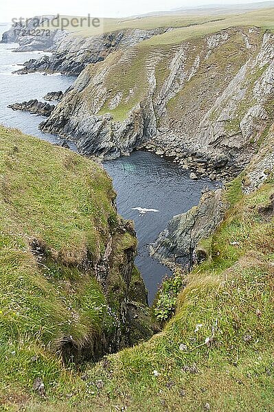 Möve fliegt über Steilküste  schroffe Klippen vor der Küste  St Ninian's Isle  Mainland  Shetland Inseln  Schottland  Großbritannien  Europa