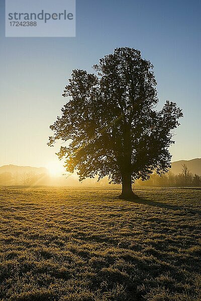 Baum mit Landschaft  Morgenstimmung  Sonnenaufgang mit Frühnebel  Dreisamtal  Herbst  Kirchzarten  Freiburg im Breisgau  Schwarzwald  Baden-Württemberg  Deutschland  Europa