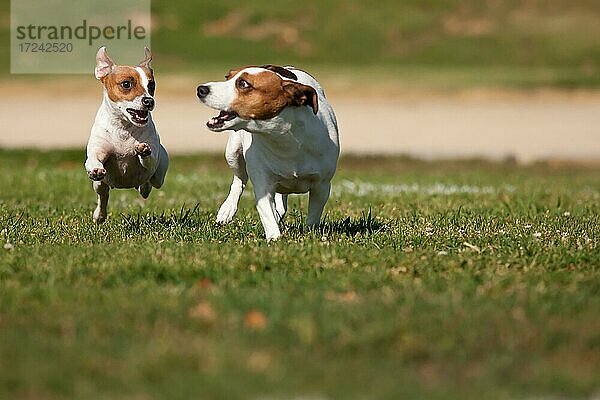 Jack Russell Terrier Hunde laufen auf dem Rasen Feld