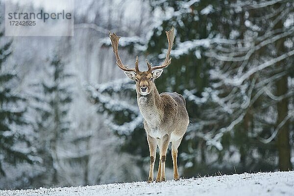 Damhirsch (Dama dama) auf einer Wiese  captive  Bayern  Deutschland  Europa