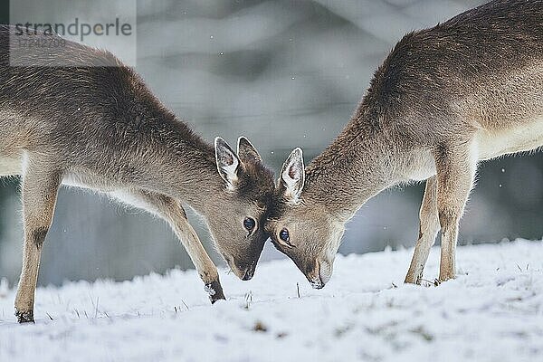 Damhirsch (Dama dama) auf einer Wiese  captive  Bayern  Deutschland  Europa