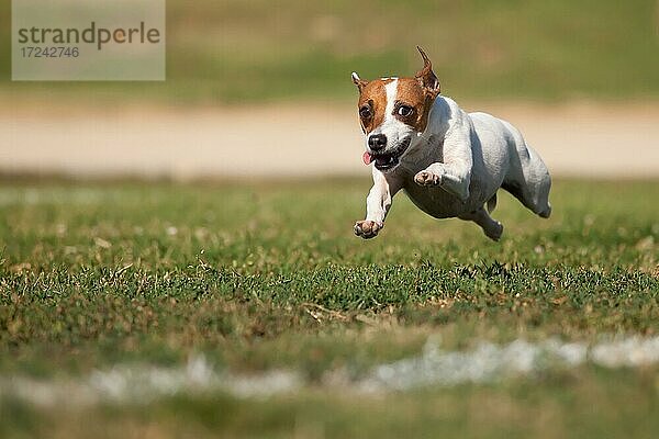 Jack Russell Terrier Hund läuft auf dem Rasen