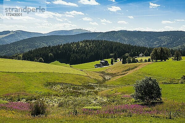 Blick vom Schauinsland zum Feldberg  Schwarzwald  Baden-Württemberg  Deutschland  Europa