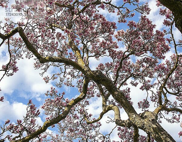Blühender Magnolienbaum im Frühling  Deutschland  Europa