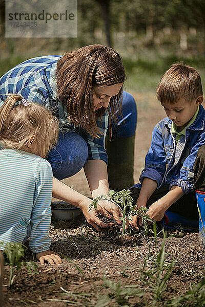 Mutter pflanzt Tomatensetzlinge mit Sohn und Tochter im Hinterhof