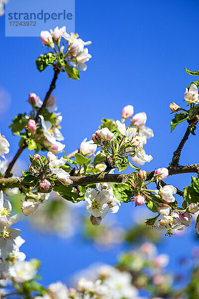 Zweig eines blühenden Apfelbaums im Frühling