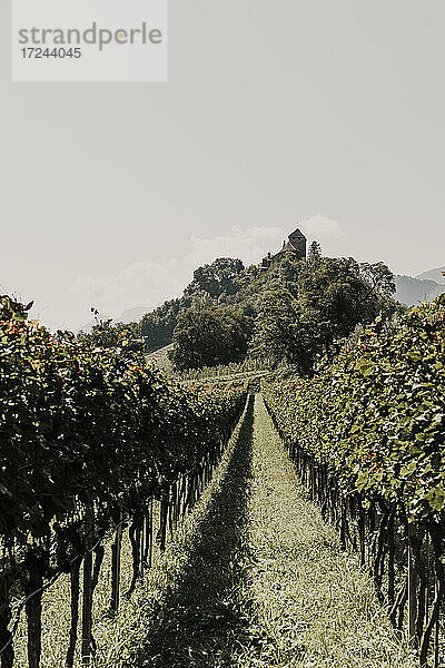 Leerer Weinberg an einem sonnigen Tag in Südtirol  Bozen  Italien