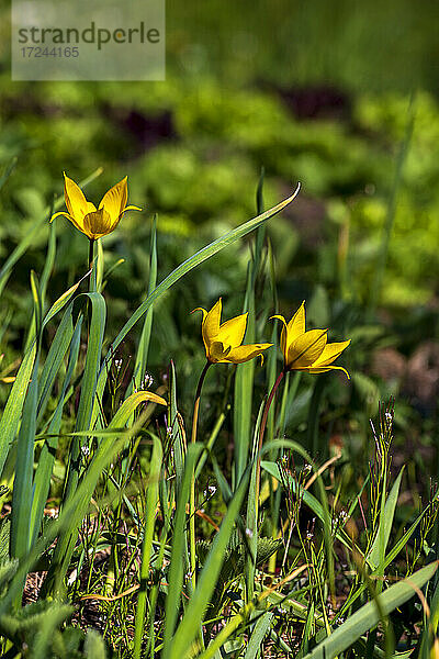 Wilde Tulpen (Tulipa sylvestris) blühen im Frühling