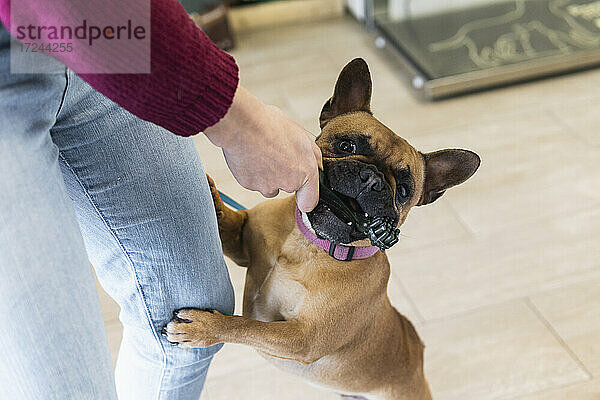 Verspielte Französische Bulldogge mit junger Frau in der medizinischen Klinik