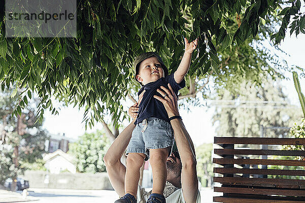 Niedlicher Junge berührt Baumblätter  während er von seinem Vater hochgehoben wird