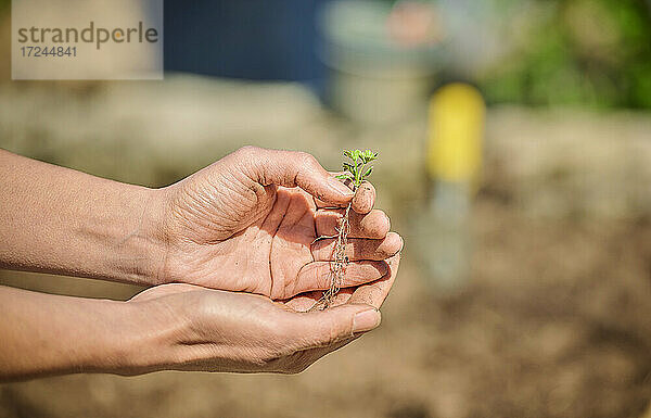 Reife Frau mit schalenförmigen Händen  die eine Pflanze halten