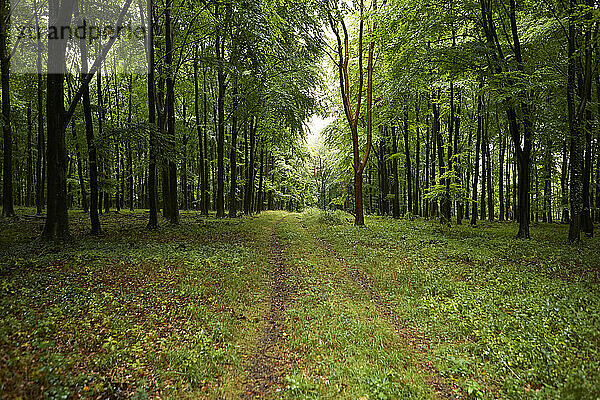 Der Weg zum Wald