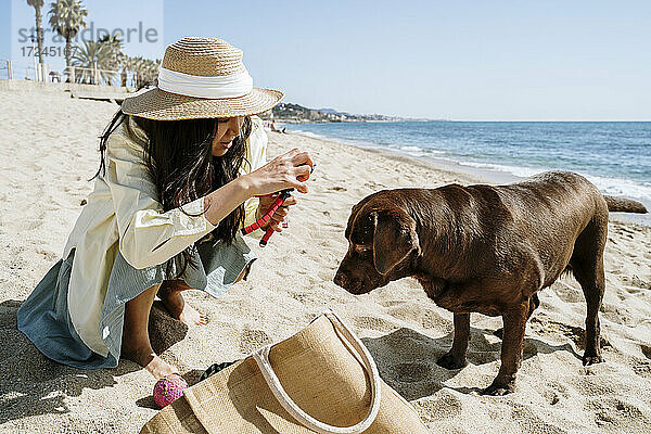 Frau  die am Wochenende am Strand von einem Labrador-Hund mit einer Schleuder bearbeitet wird