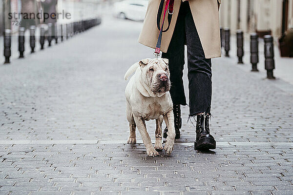 Hund mit Haustierleine  der von einer Frau auf einem betonierten Fußweg geführt wird
