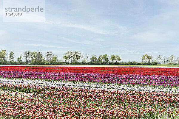 Feld mit rot  rosa  weiß und orange blühenden Tulpen