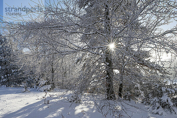 Deutschland  Baden Württemberg  Zollernalb  Sonne scheint durch kahle Bäume im Winter
