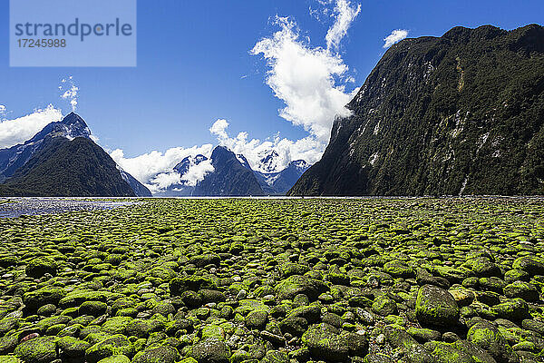 Neuseeland  Südinsel  Milford Sound  Moosbewachsene Steine in majestätischer Berglandschaft