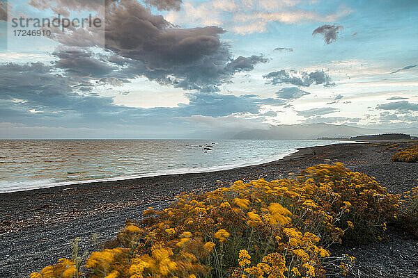 Neuseeland  Canterbury  Kaikoura  Blumen wachsen am Strand entlang des ruhigen Meeres