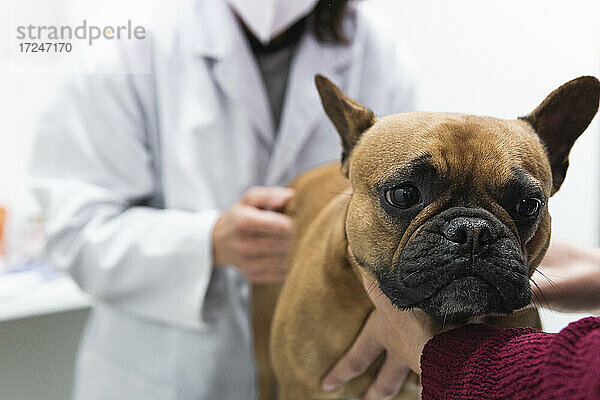 Französische Bulldogge mit Tierärztin in medizinischer Klinik
