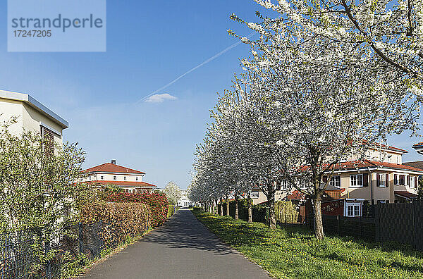 Deutschland  Nordrhein-Westfalen  Köln  Kirschblüten in exklusiver Wohngegend